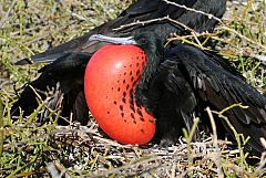 Magnificent Frigatebird